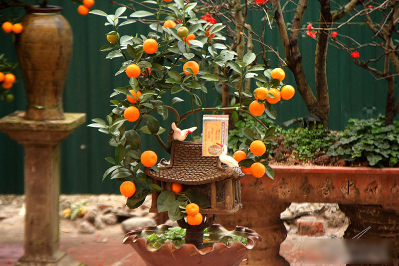 Cây quất độc nhất được ngã giá trăm triệu chưa bán